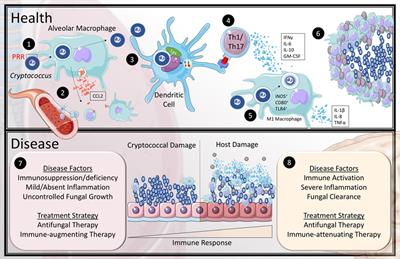 Immunology of Cryptococcal Infections: Developing a Rational Approach to Patient Therapy